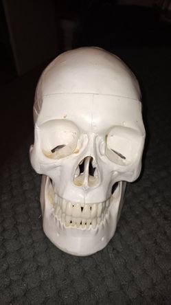 Must Pick Up Skull Head Hard Plastic Alittle Heavy Jaw comes off 