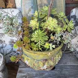 Assorted Succulent Arrangement