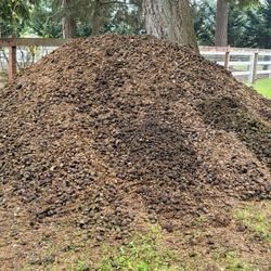 Horse Manure