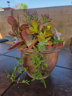 Decoration suculent Plants mix