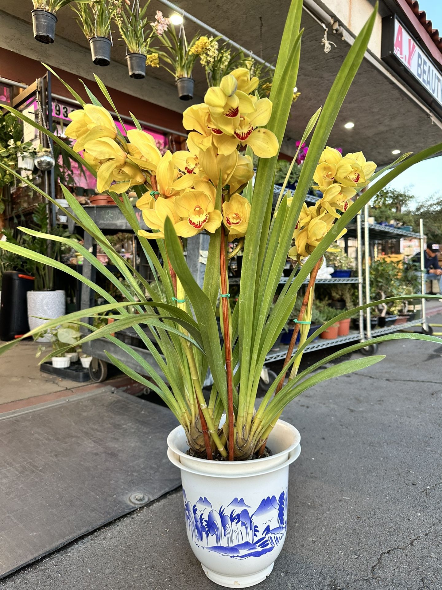 Cymbidium Orchids 3 Big Spikes Flowers Pot 