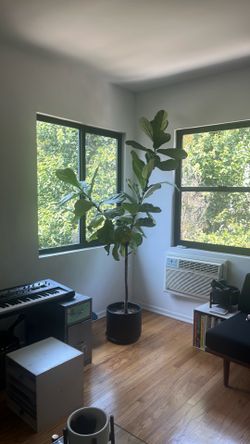 Fiddle Leaf Fig large tree with black ceramic pot and saucer
