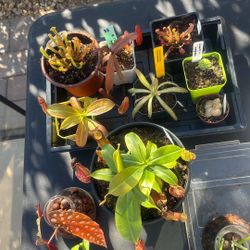 Carnivorous Plants 