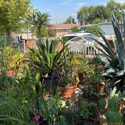 Succulents