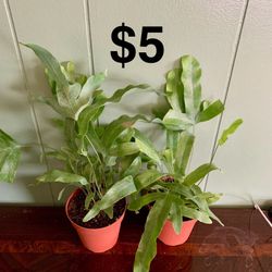 Blue Star Fern