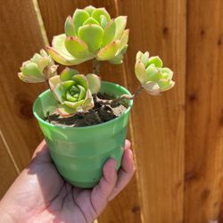 Succulent