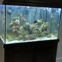 Fish Tank - 110 Gallons