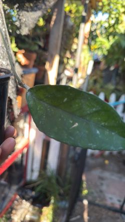 Hoya crassipetiolata rooted