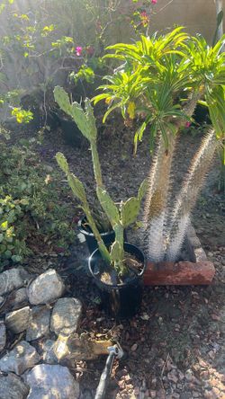 Prickly pear cactus