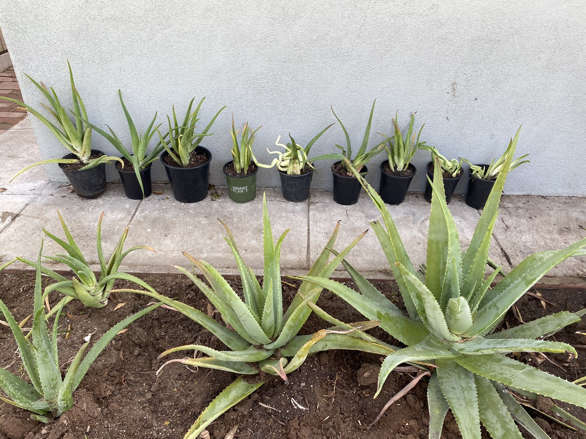 Aloe Vera Plants