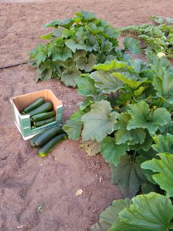 Zuccchini & Squash Picked This Weekend 