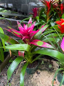 Small bromeliads in 6” pot. SPECIAL PRICE 🤩