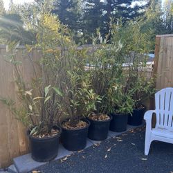 10 Potted Skip Laurels **FREE**