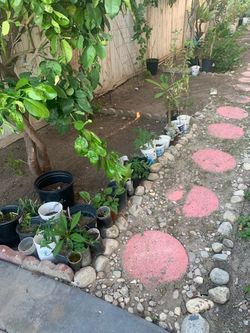 Space for  gardening at our residence