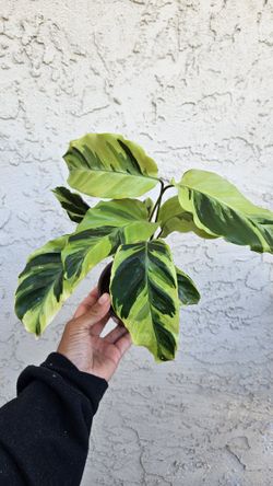 4" Calathea 'Yellow Fusion'