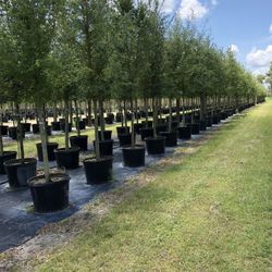 Live Oak Trees 8-10Ft