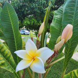 Plumeria Trees 
