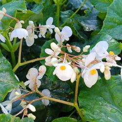 Begonia With Beautiful Blooming White Flowers 🤍3gl $15