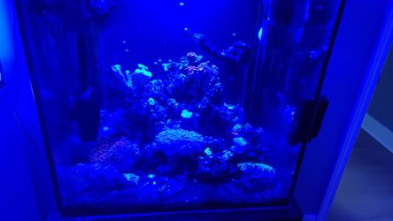 Rimless Tank And Stand