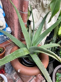 Aloe Vera plant