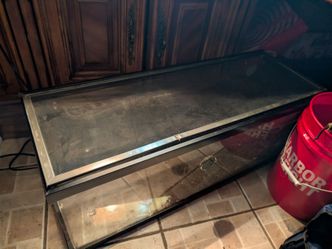 Reptile Tank with 2 Fire Skinks