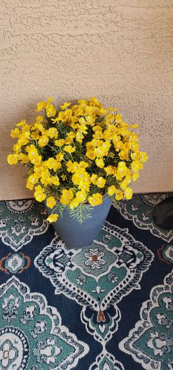 Yellow Flowering Plant in Blue Pot