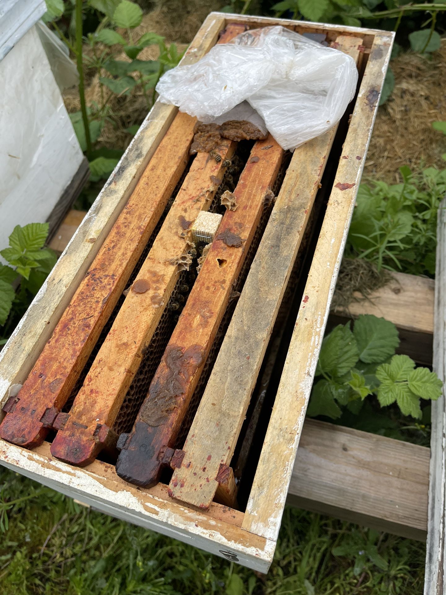 Nucs.,Hive , Queen