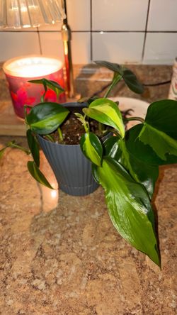 Brasil Philondendron plant