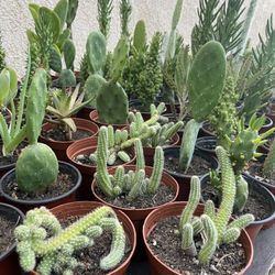 Cactus and Succulent’s 🌵