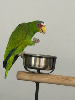 Amazona