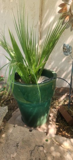 Small Mexican Palm