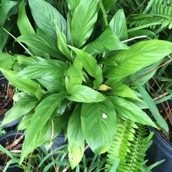 Pretty Plant Peace Lilly $13