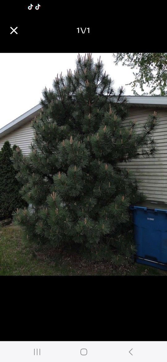 Free Tree