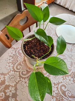 Pothos in good size pot