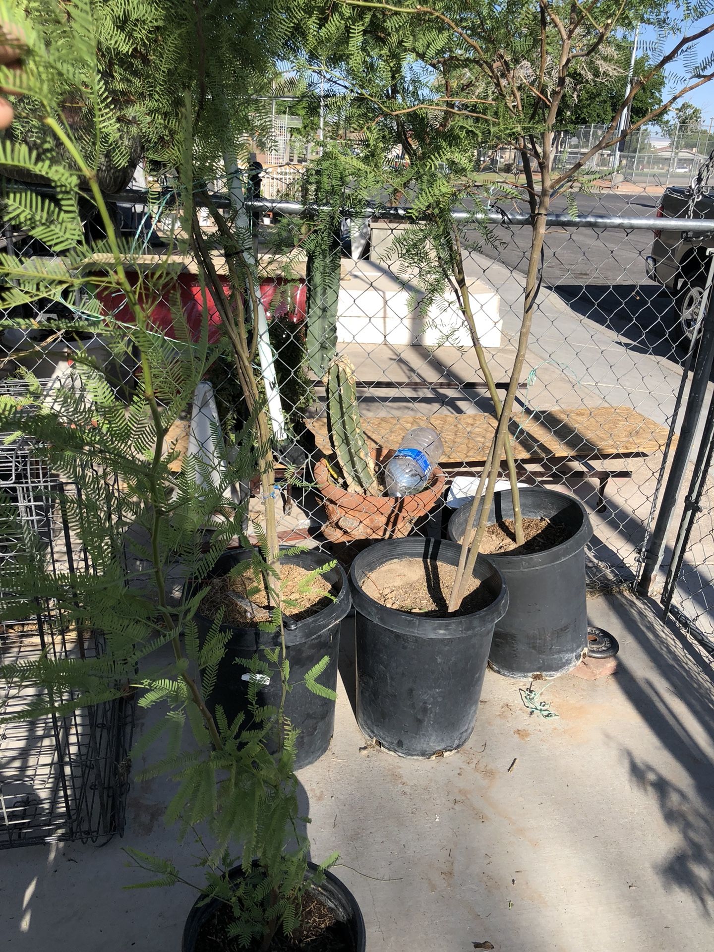 15gal Mesquite Trees 10ft tall!! Ready to Transplant!
