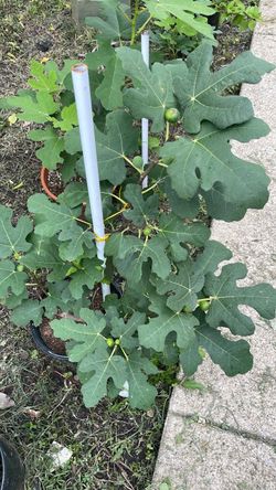 Chicago hardy fig tree