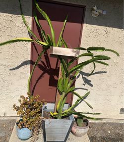 Free dragonfruit cuttings