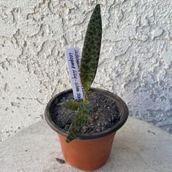 3 Inch Pot Outdoor or Indoor Plant - Rare Leopard  Plant Lily- Ledebouria Socialis - Silver Squill - Rooted & Established - Drought Resistant 🪴