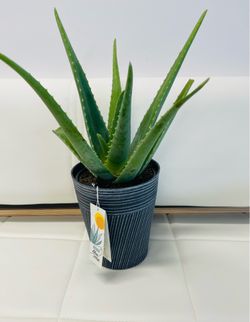 Aloe