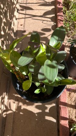 Patio Plant In 5 Gallon Pot