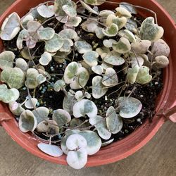 Variegated String Of Hearts ð 6â Hanging,$125 Each