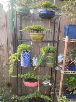 Bonsai plants $60 each