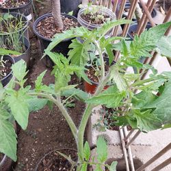 Tomato plants