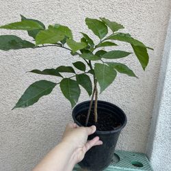 Healthy Wampi Fruit Tree Plant 