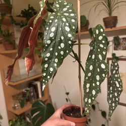 Begonia ( Polk A Dot)  