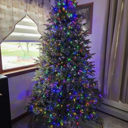 7.5 Foot Jersey Fraser Fir