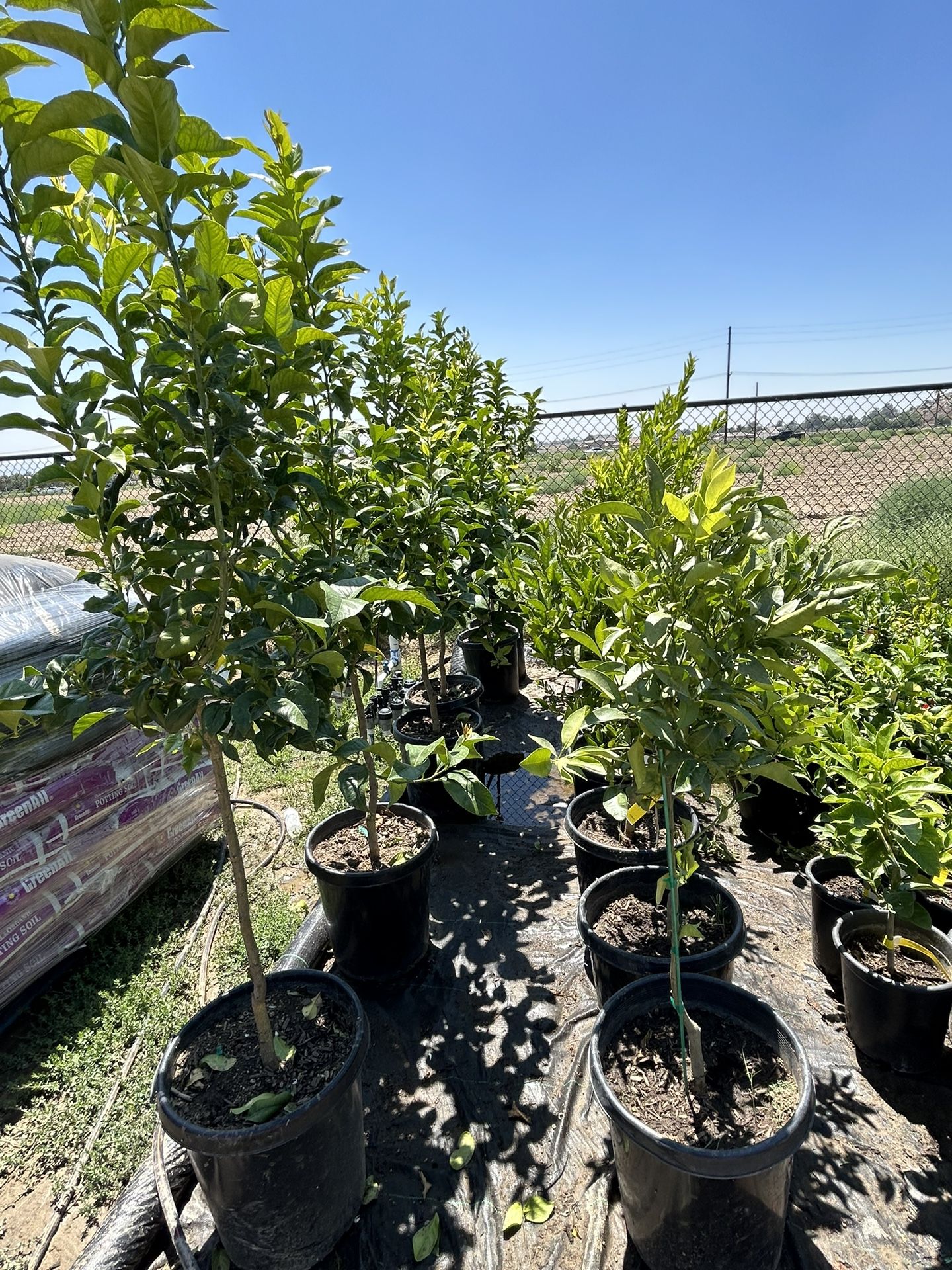 Citrus Trees for Sale in Moreno Valley, CA - OfferUp