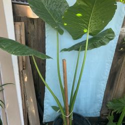 Huge Elephant Ear Plant 