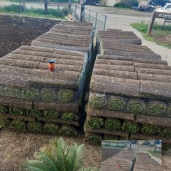 Best QUALITY Sod 
