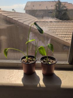 Monstera Deliciosa (Young)